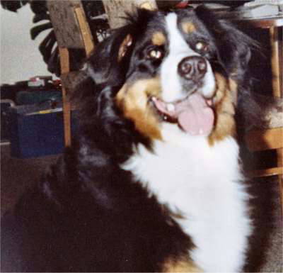 Beautiful Bernese Mountain Dog, Hannah Too, sadly lost to Histiocytosis