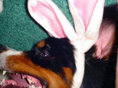 Meanest Easter Bernese Bunny!