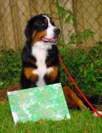 Bernese Mounrain Dog, Hazel, and her latest painting