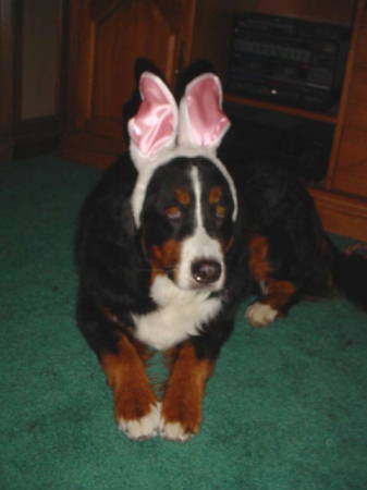 Clover, Bernese Mountain Dog Easter Bunny!