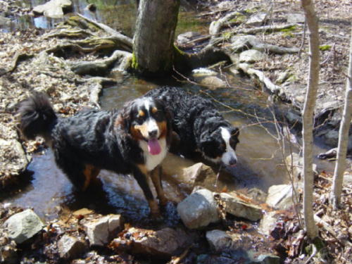 Bernese Mountain Dogs, Molly & Eiger