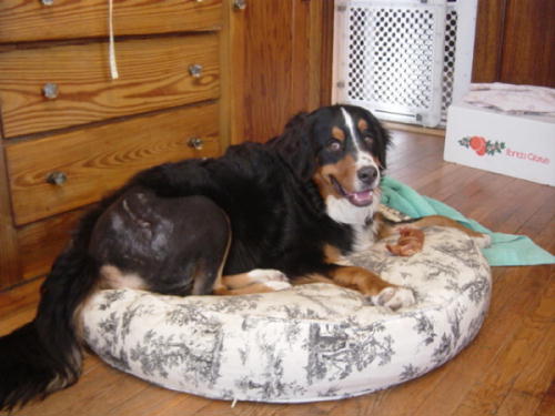 Bernese Mountain Dog Molly after TPO surgery