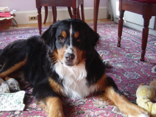 Bernese Mountain Dog, Molly,