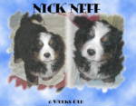 Berner Puppy Nick Neff