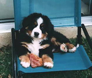 BMD pup Riot in his chair