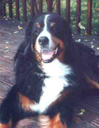 Bernese Mountain Dog, Tully who died of histiocytosis