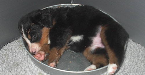 sleeping Berner pup