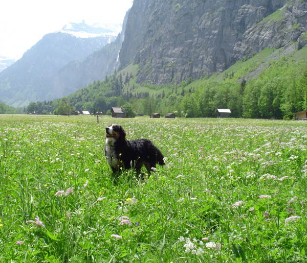 Bernese Mountain Dog Hailey