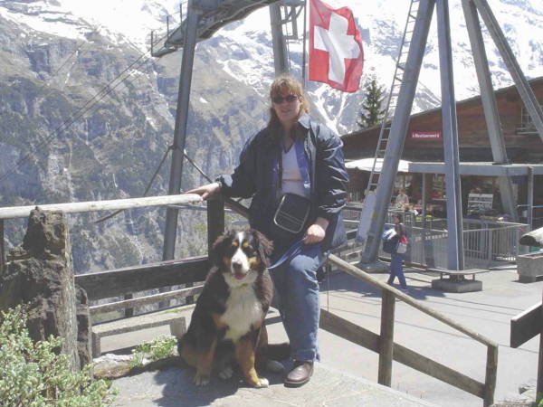 Bernese Mountain Dogs and the Swiss Flag