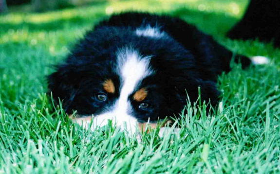 Bernese Pup Huxley in the grass