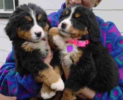 Berner Pups Zoey and Willow