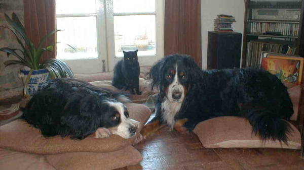 Berners and a cat