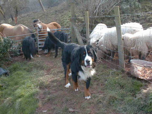 bernese mountain dogs, sheep and ponies