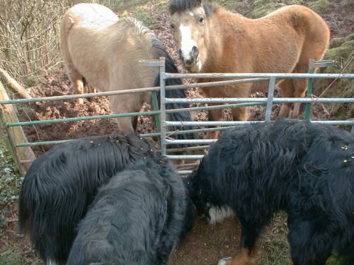 Bernese Mountain Dogs and ponies.