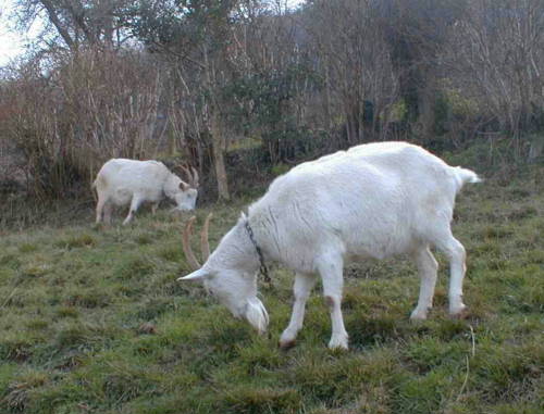 goats, Abbi and Elli