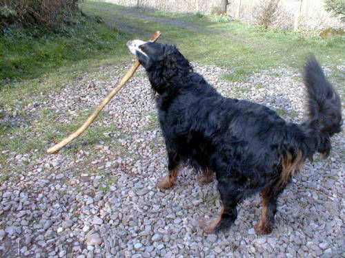 Bernese Barney loves sticks