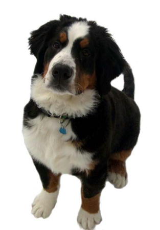 Bernese Mountain Dog, Major