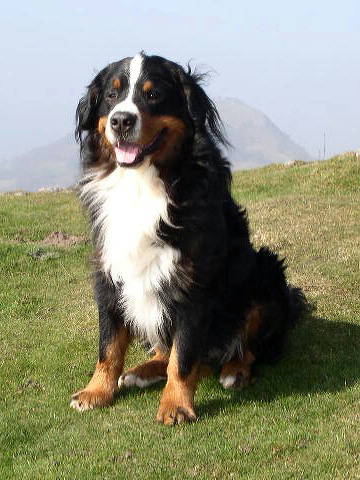 Bernese Mountain Dog, Thor, sadly lost to Systemic Histiocytosis