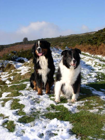 Bernese, Thor, with Pal , Rhea, the Newfie