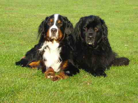 BMD Thor with Newfie Rhea