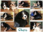 Injured pup, Cheto