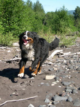 Bernese Mountain Dog, Jet