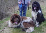 Newfies