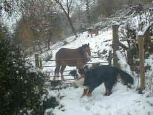 Bernese Pixie and the Ponies