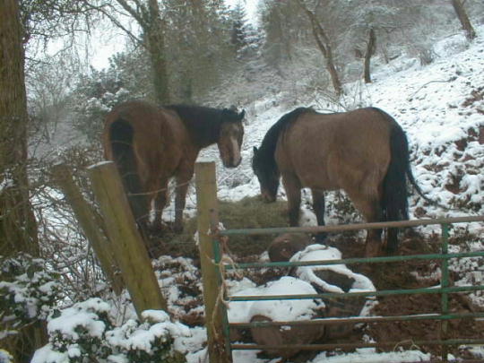 Welsh Mountain Ponies in the snow