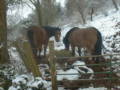 Ponies in the snow