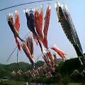Koi Koi Matsuri - koi carp are flown to celebrate any sons in the family - April 25th