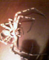 Giant evil spider from hell