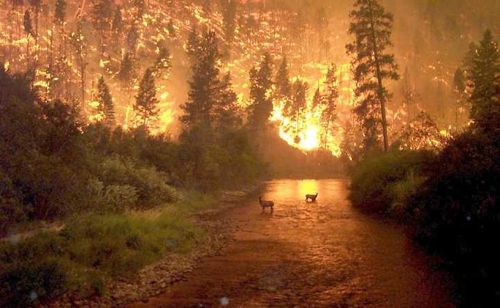 A raging wildfire consumes a forest