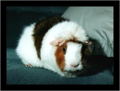 {fred the guinea pig}