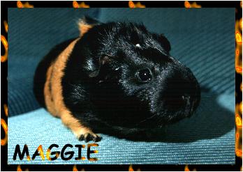 {maggie the guinea pig}