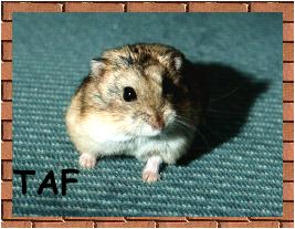{taf the dwarf hamster}