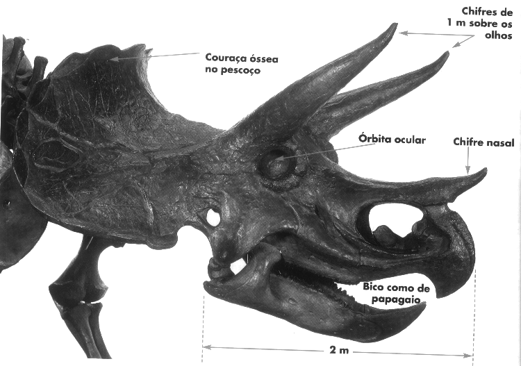 Cabea de um Triceratops