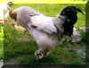 chickendance.jpg (32452 bytes)