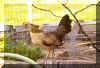 quailhen.jpg (14130 bytes)