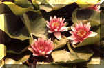 Water lilies.jpg (77862 bytes)