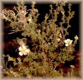 Cliffrose or Cliff rose, Native American Indian herb used in herbal medicine
