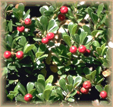 Native American Indian Herb Bearberry Uva Ursi