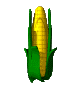 Native American corn