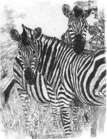 zebras sketch