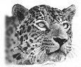 Leopard bust
