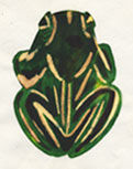 Frog sketch