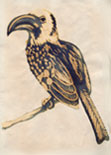 Hornbill sketch