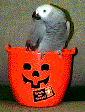 The Fearsome Pumpkin Parrot!