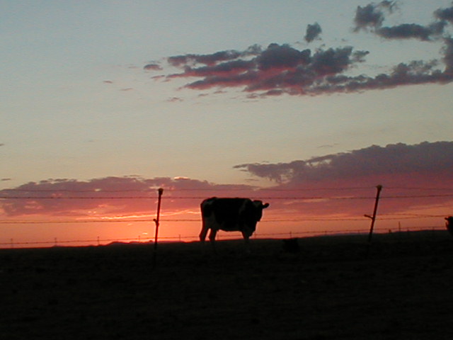 My cow at sunset