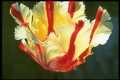 Parrot tulips, 'Flaming Parrot'